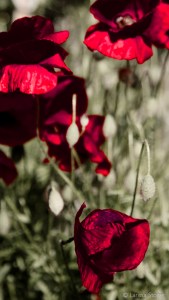 larissa stoiser red hot bana