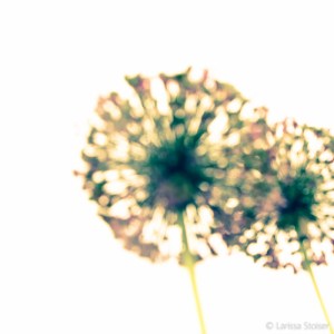 larissa stoiser wine impressions