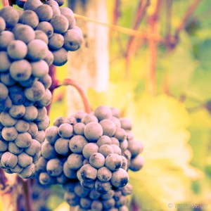 larissa stoiser wine impressions