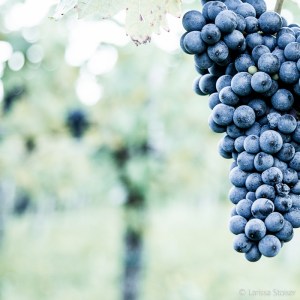 larissa stoiser wine impressions